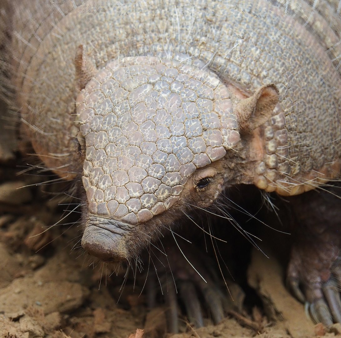 Large hairy armadillo (Chaetophractus villosus), 2023-10-13