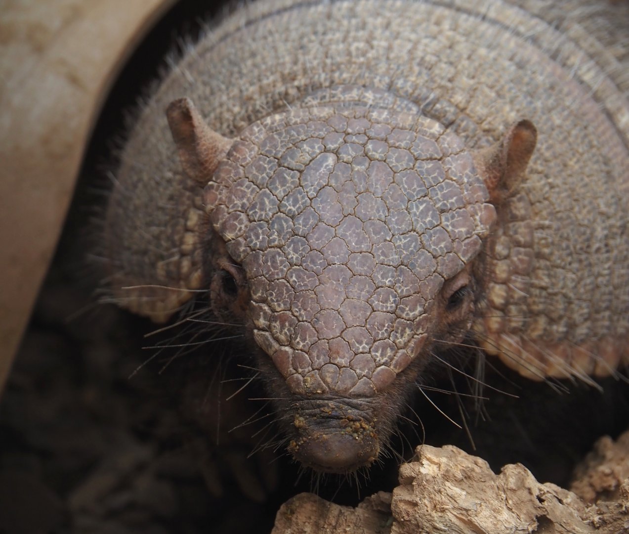 Large hairy armadillo (Chaetophractus villosus), 2024-09-17