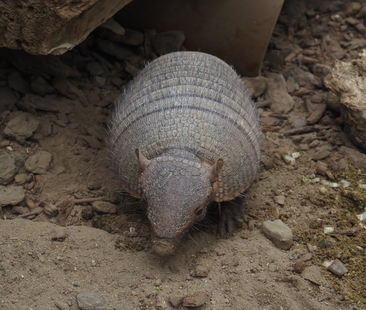 Large hairy armadillo (Chaetophractus villosus), 2024-09-17