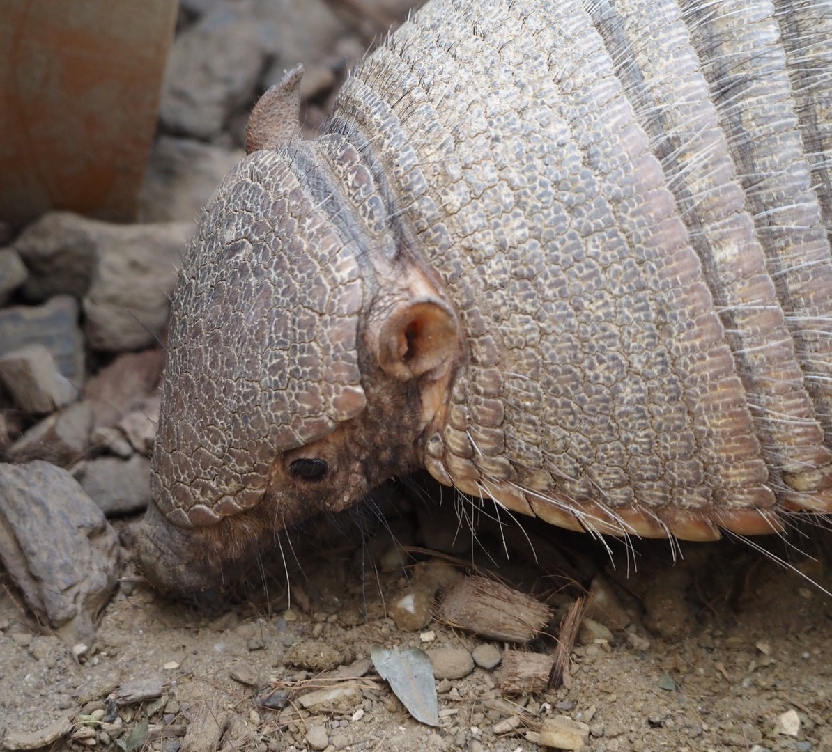Large hairy armadillo (Chaetophractus villosus), 2024-09-17