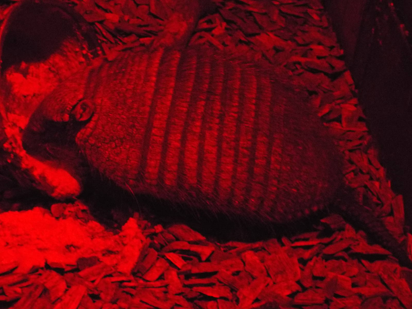 Large Hairy Armadillo (Chaetophractus villosus) at Tropical World - 28 Dece