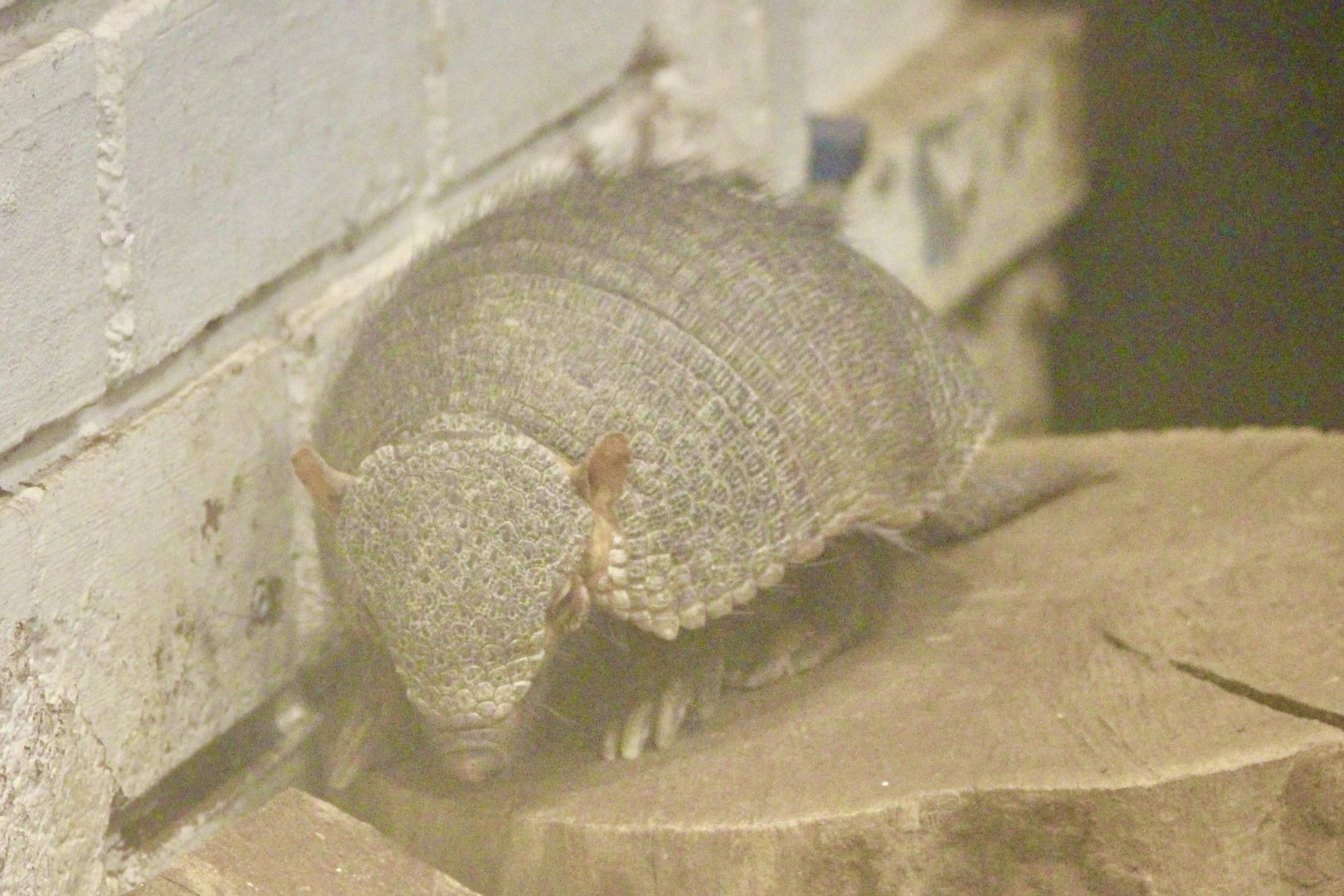 Large hairy armadillo (Chaetophractus villosus) - January 2025