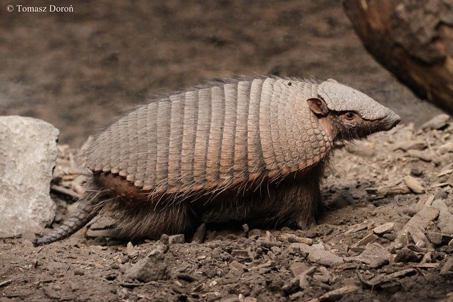 Large Hairy Armadillo (Chaetophractus villosus).