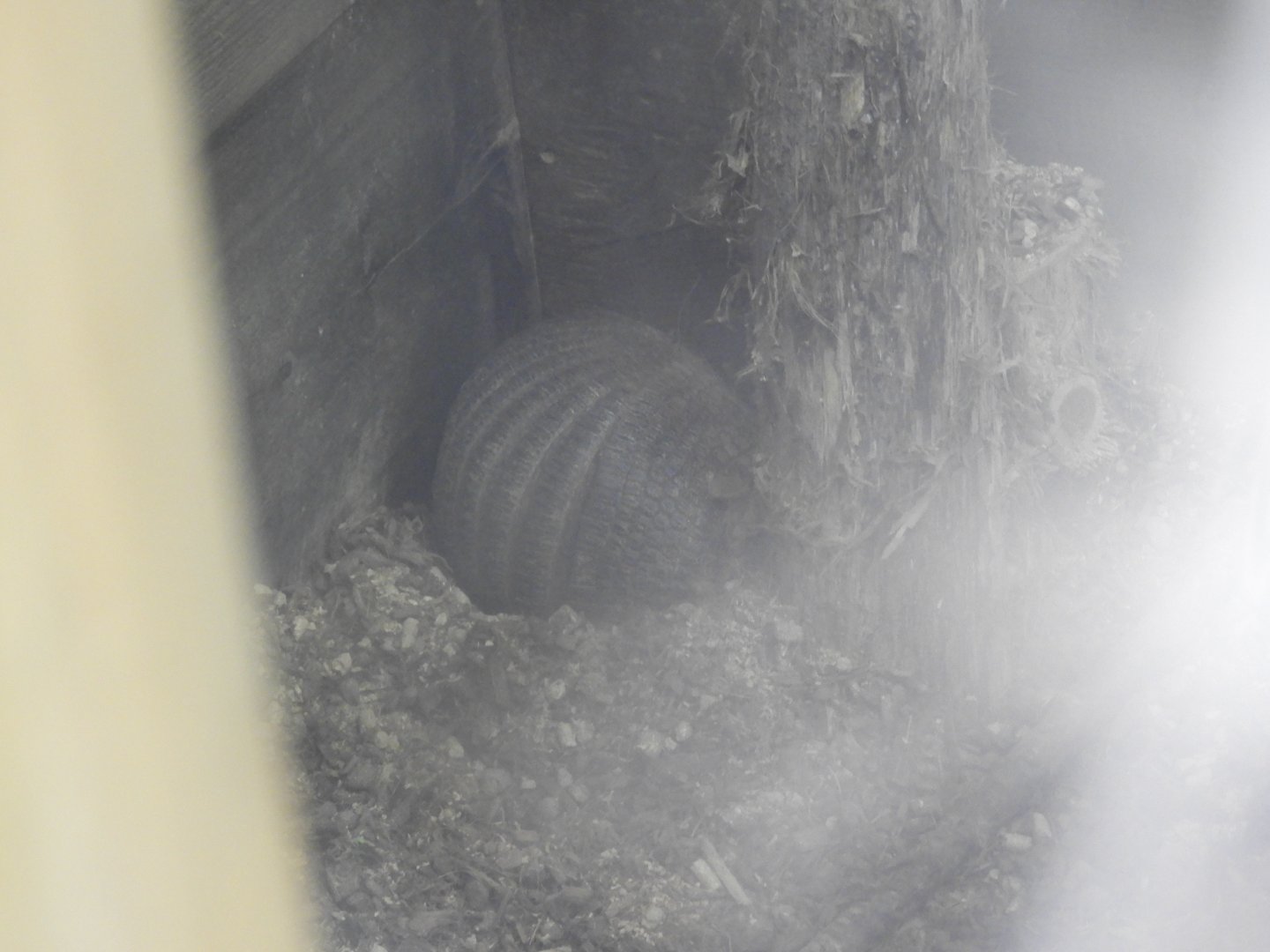 Large Hairy Armadillo (Chaetophractus villosus)