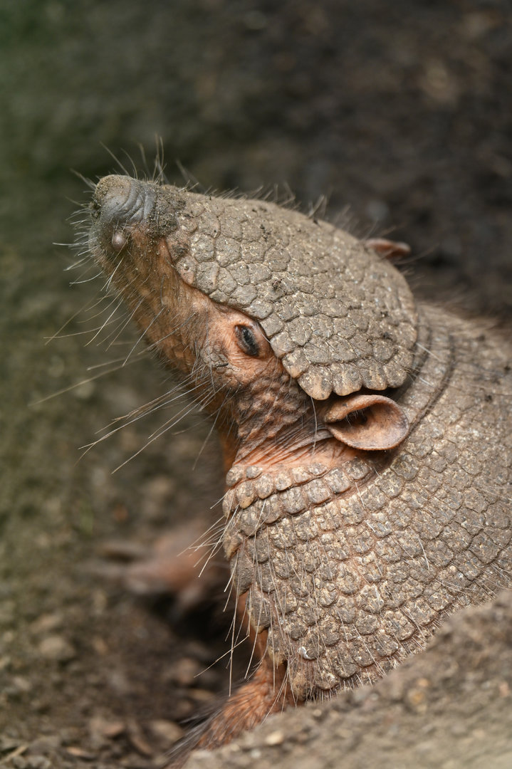 Large hairy armadillo (Chaetophractus villosus)