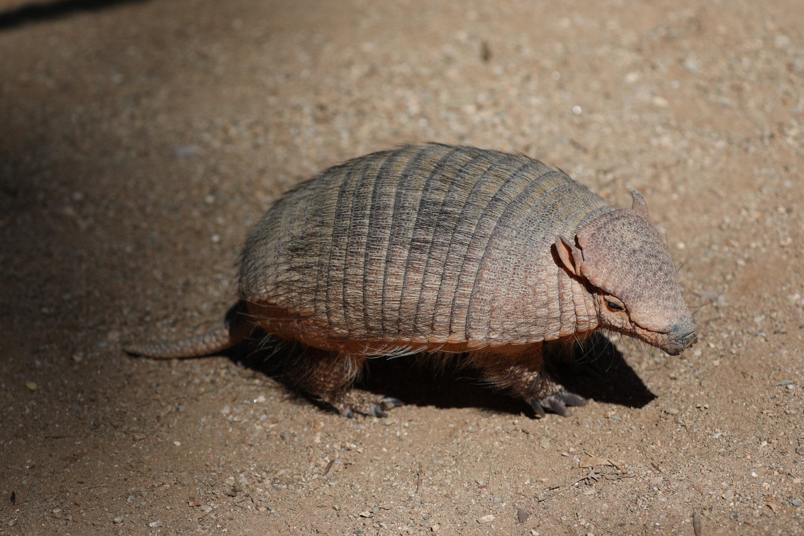 large hairy armadillo (Chaetophractus villosus)