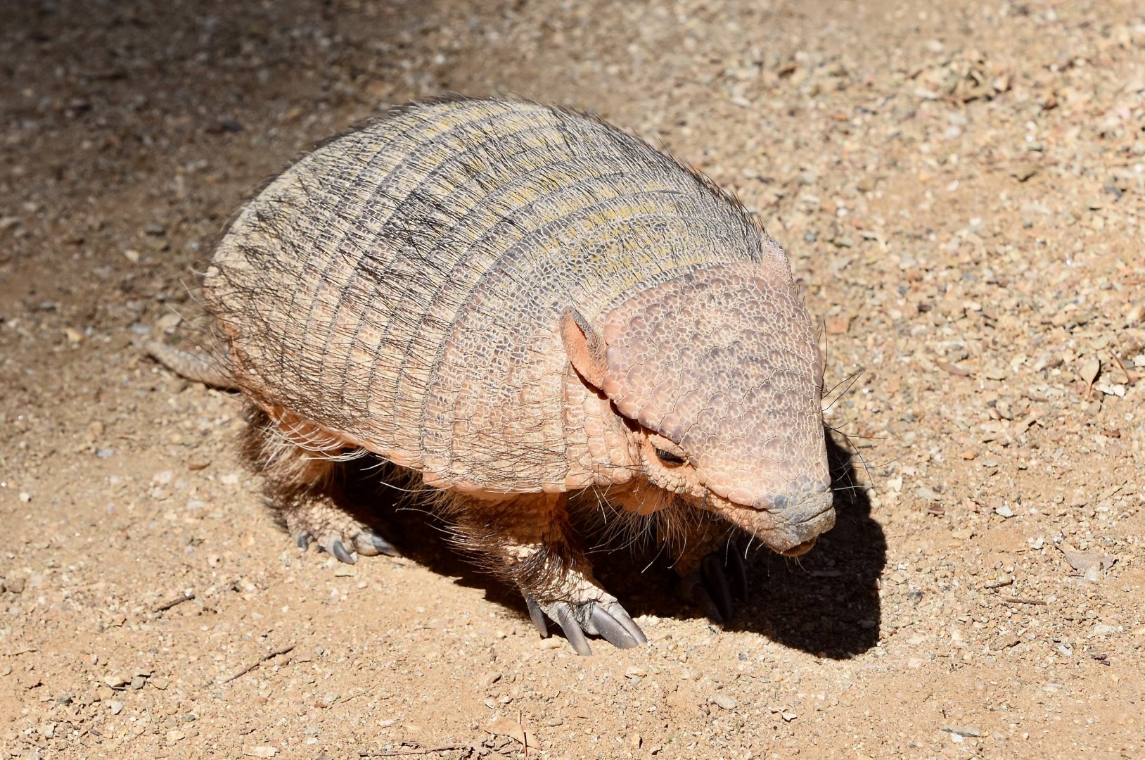 Large Hairy Armadillo (Chaetophractus villosus)