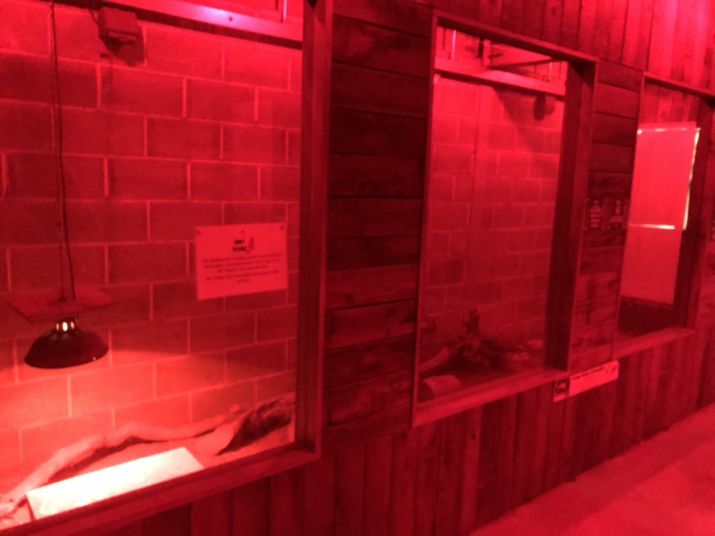 Large Hairy Armadillo Enclosure at Cannon Hall Farm (September 2023)