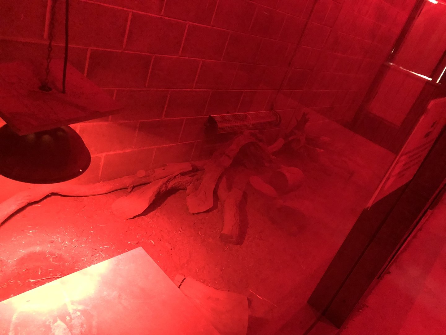 Large Hairy Armadillo Enclosure at Cannon Hall Farm (September 2023)