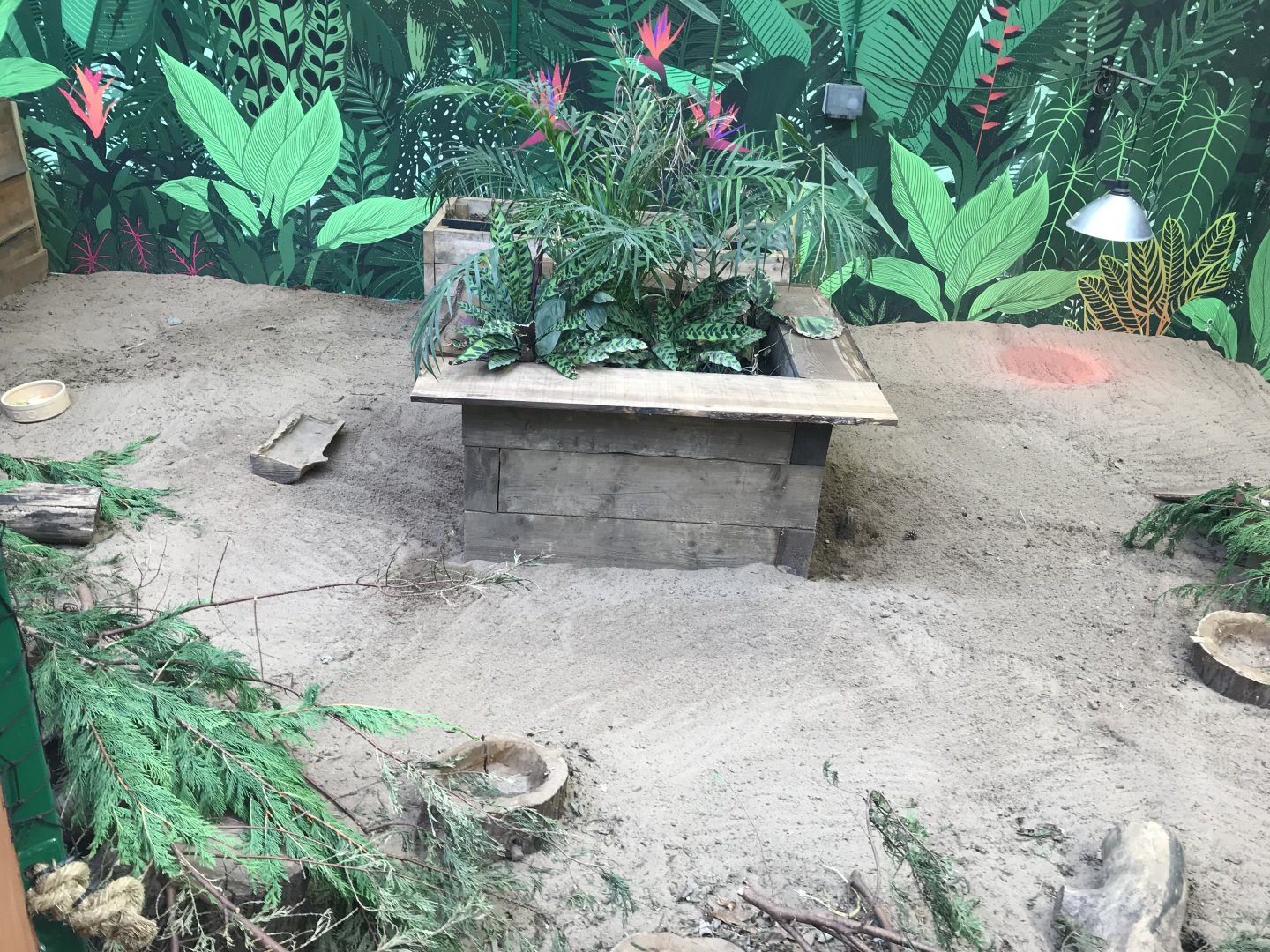 Large hairy armadillo enclosure