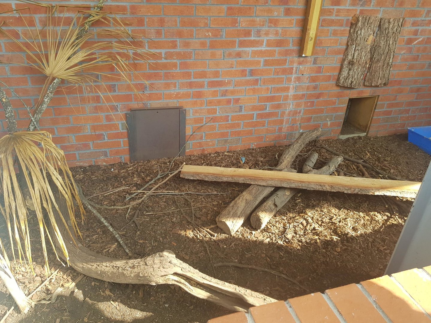 Large Hairy Armadillo Enclosure