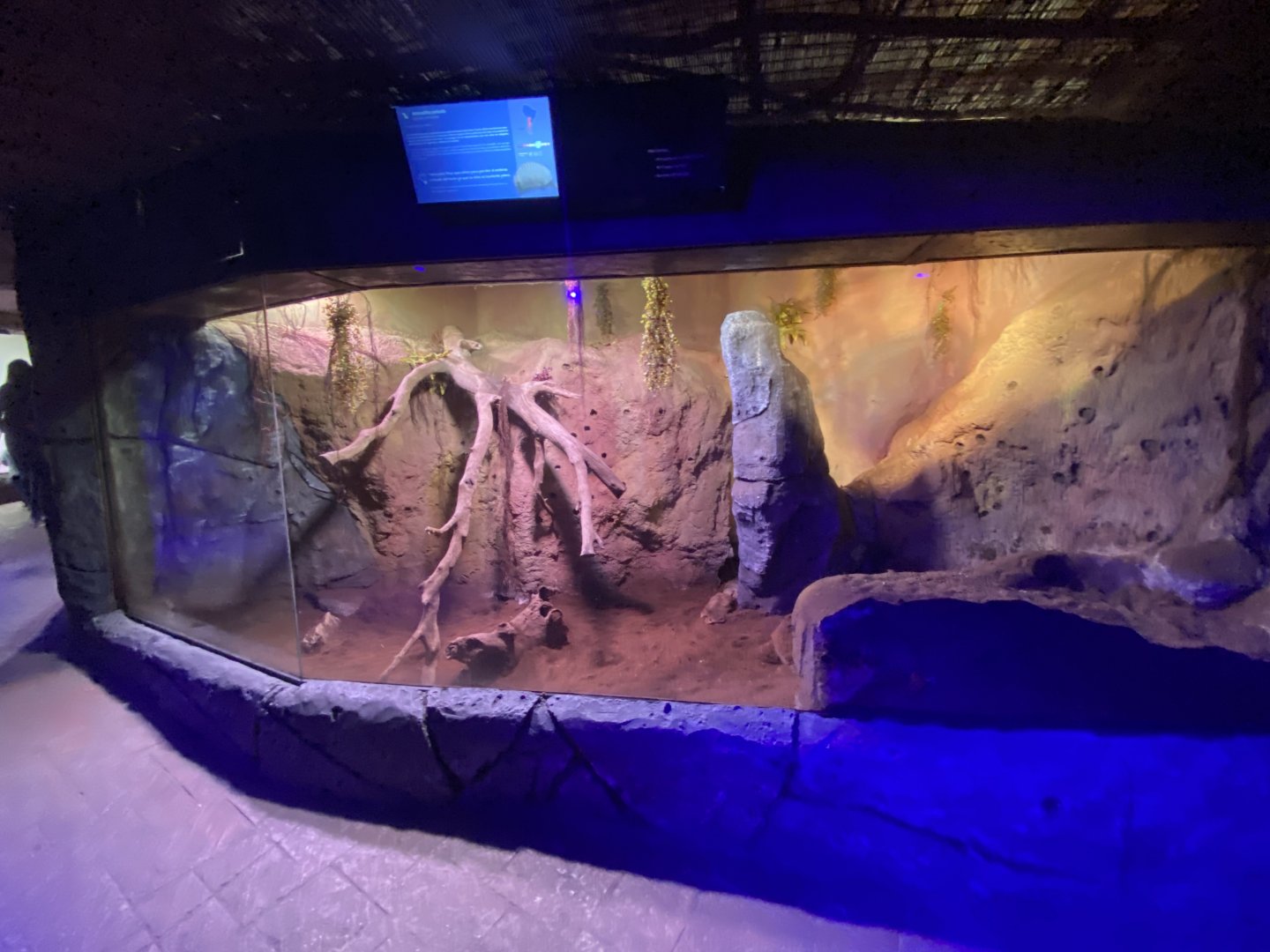 Large hairy armadillo enclosure