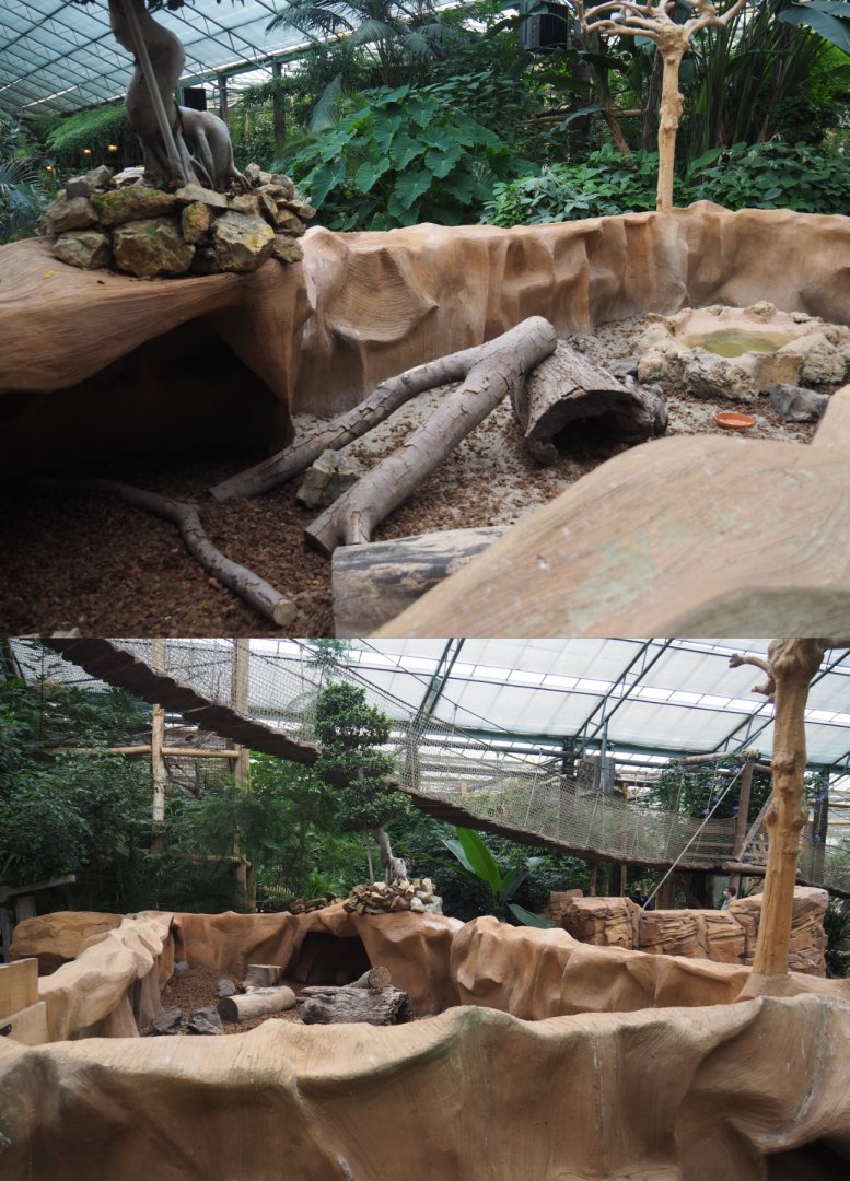 Large hairy armadillo exhibit, 2020-09-03