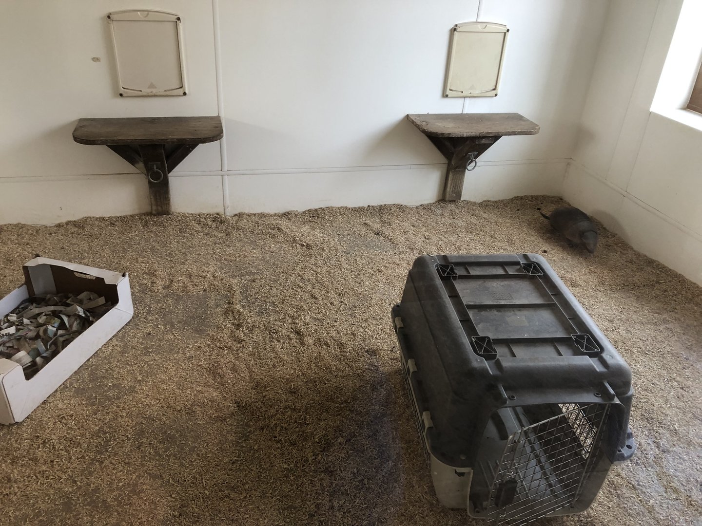 Large Hairy Armadillo Indoor Enclosure at Tropical Butterfly House (March 2023)