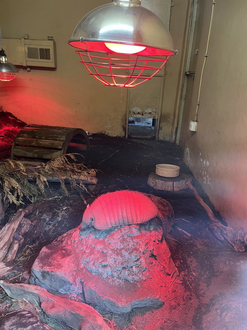 Large hairy armadillo resting 8.6.24