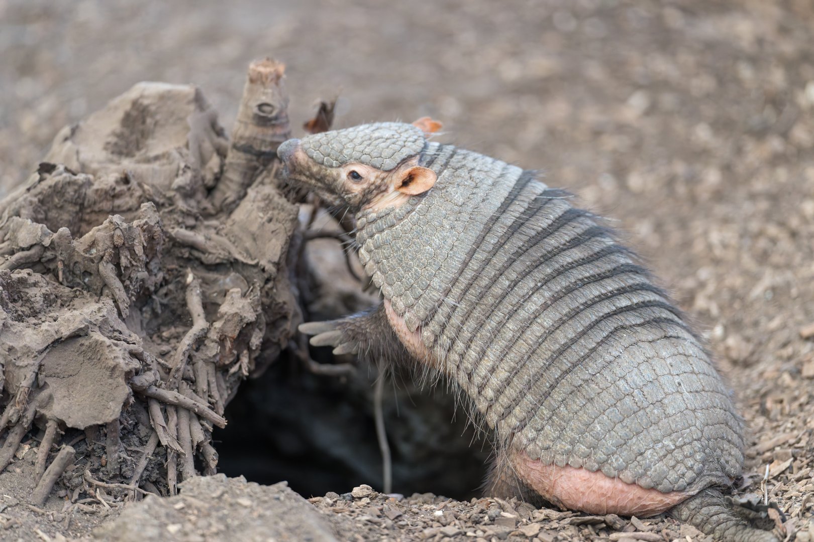 Large Hairy Armadillo, Shepreth, UK