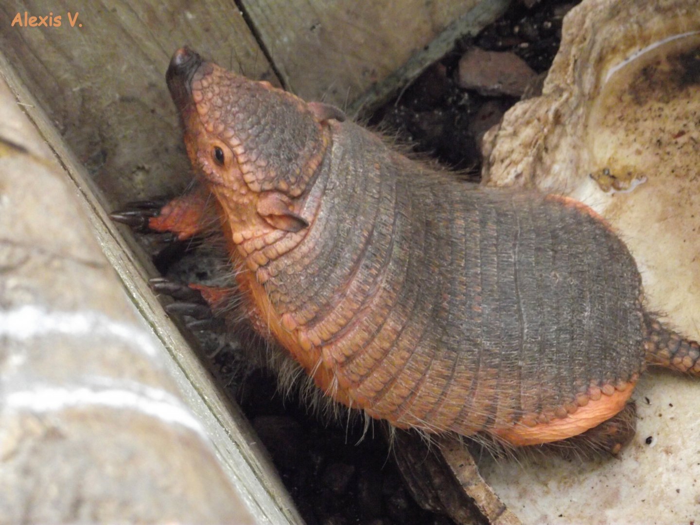 Large Hairy Armadillo - Zooparc de Beauval - 04/2013