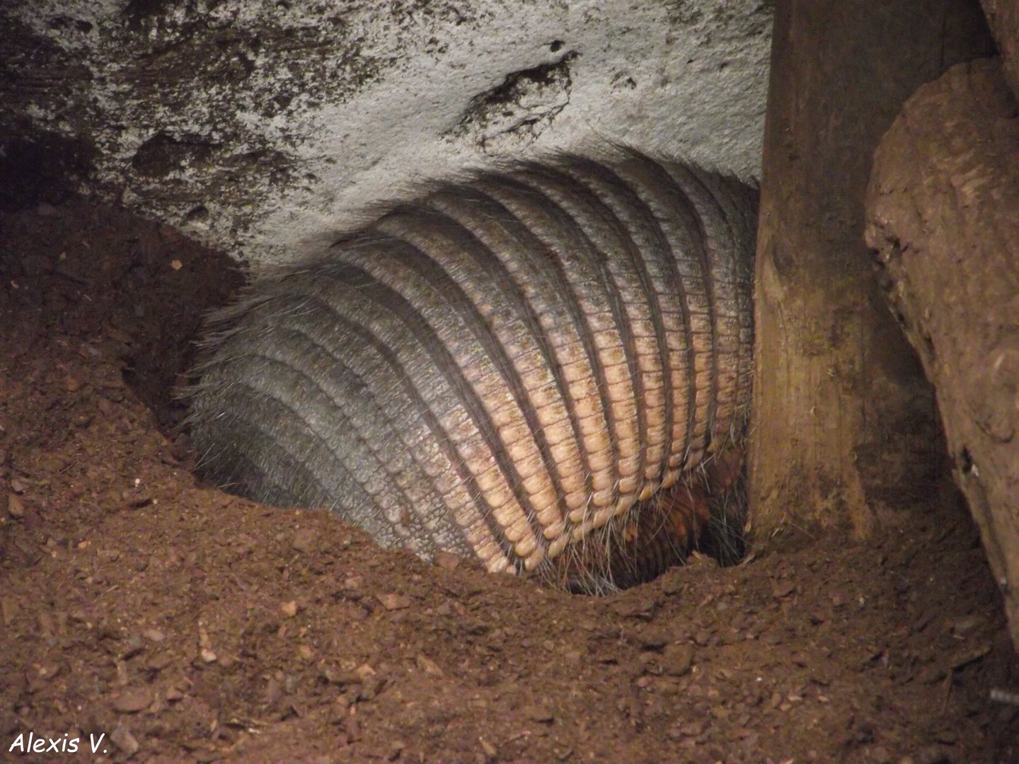 Large Hairy Armadillo - Zooparc de Beauval - 05/2021