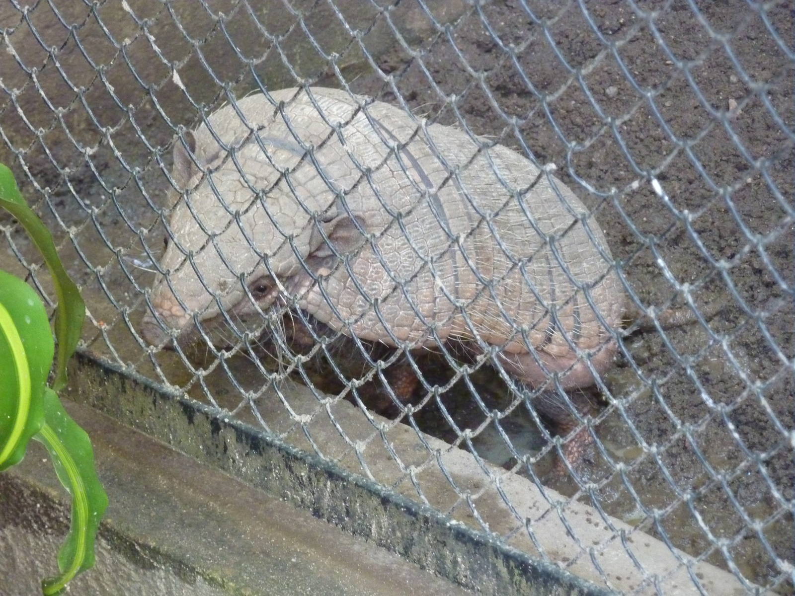 Large hairy armadillo
