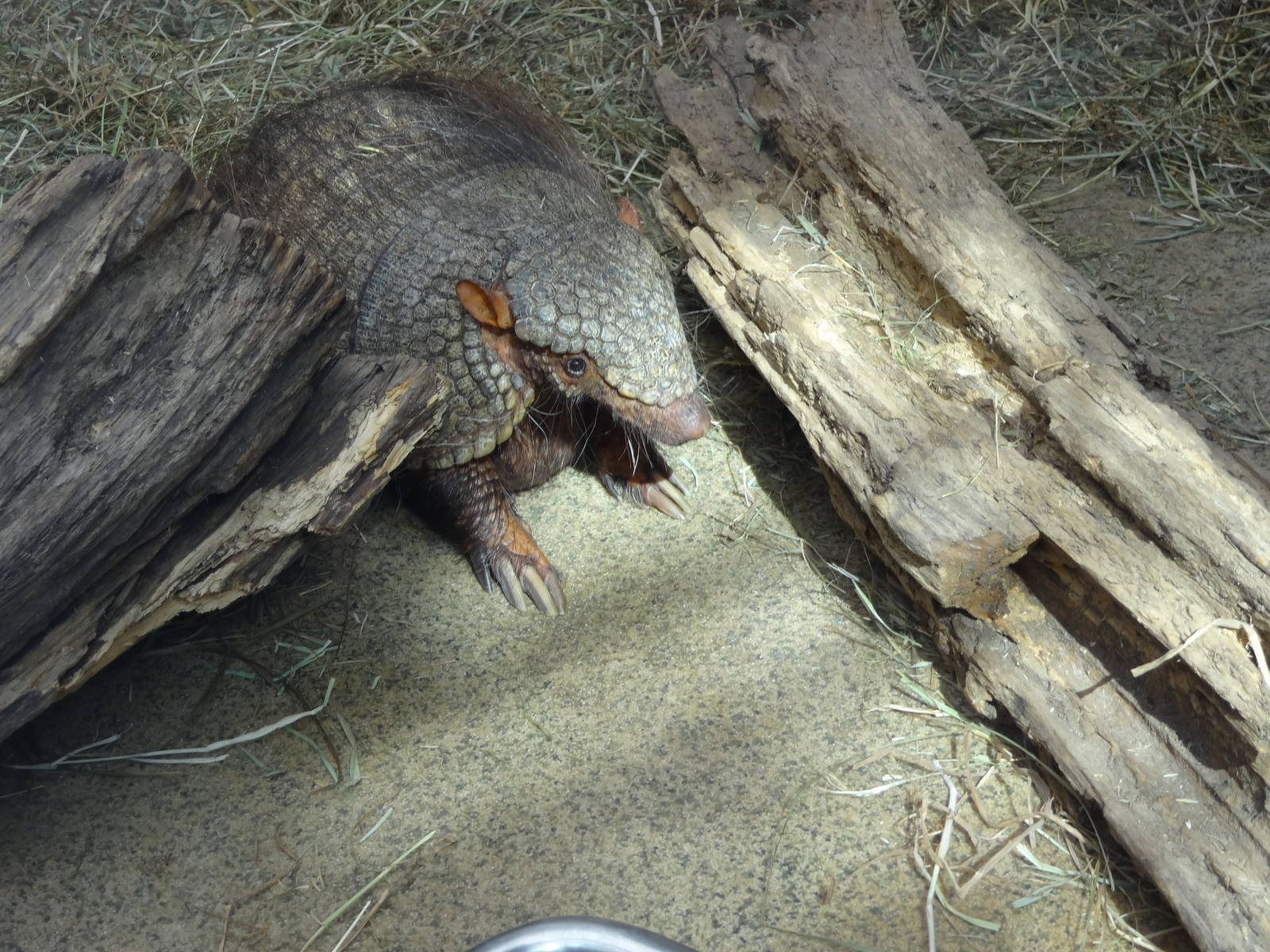 Large hairy armadillo