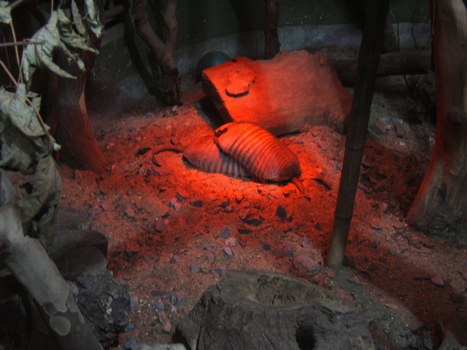 Large Hairy Armadillo