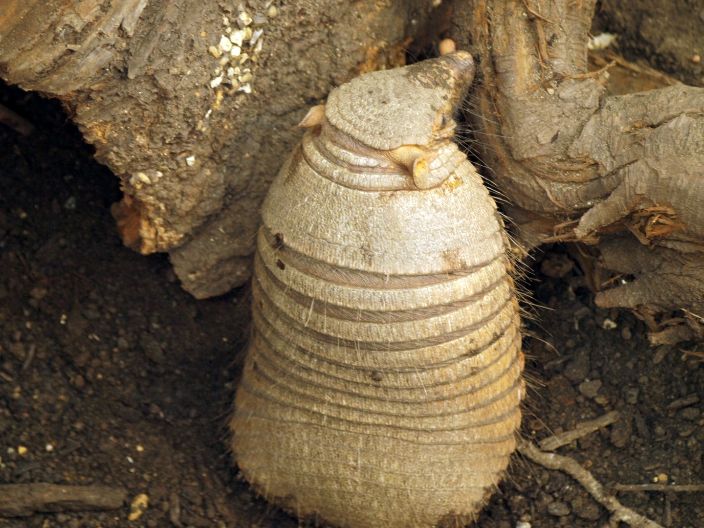 Large hairy armadillo