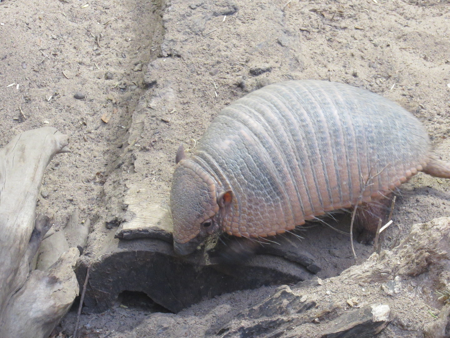 Large Hairy Armadillo