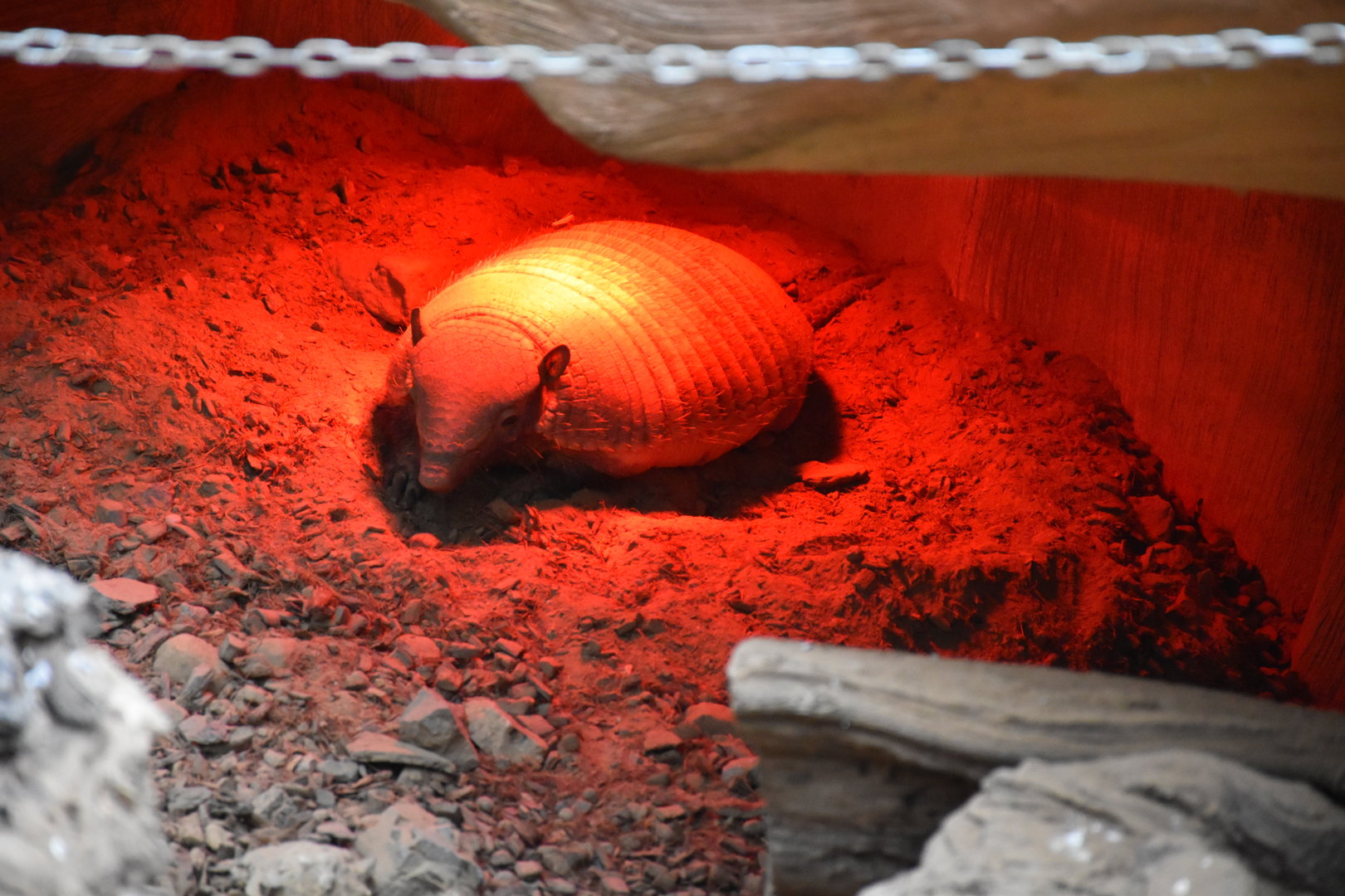 Large hairy armadillo