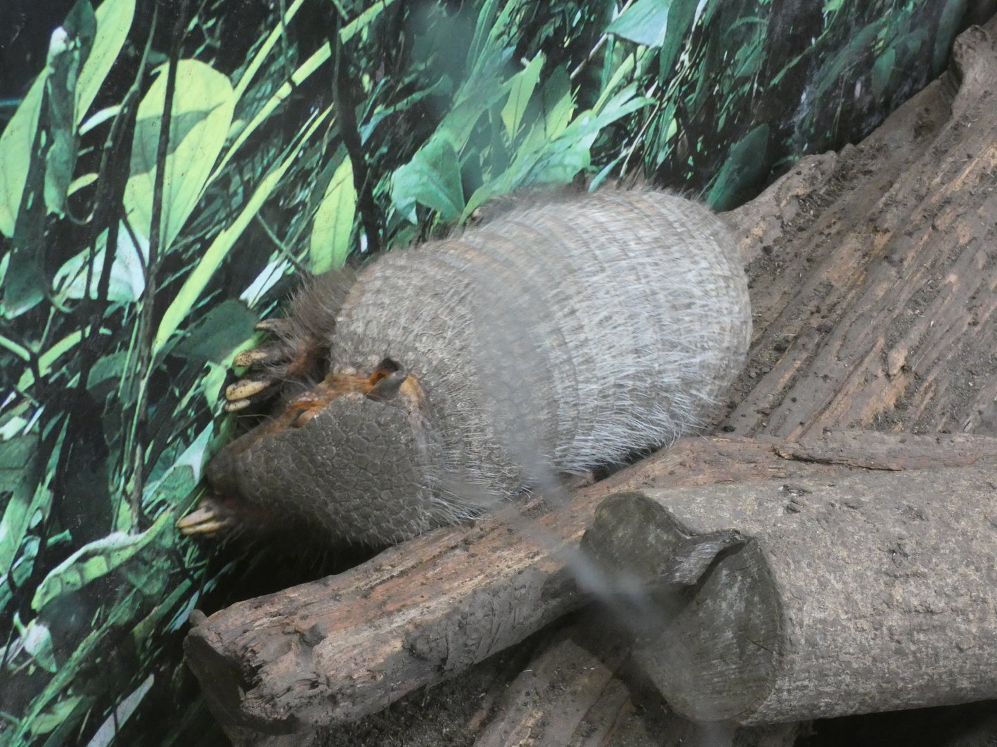 Large hairy armadillo