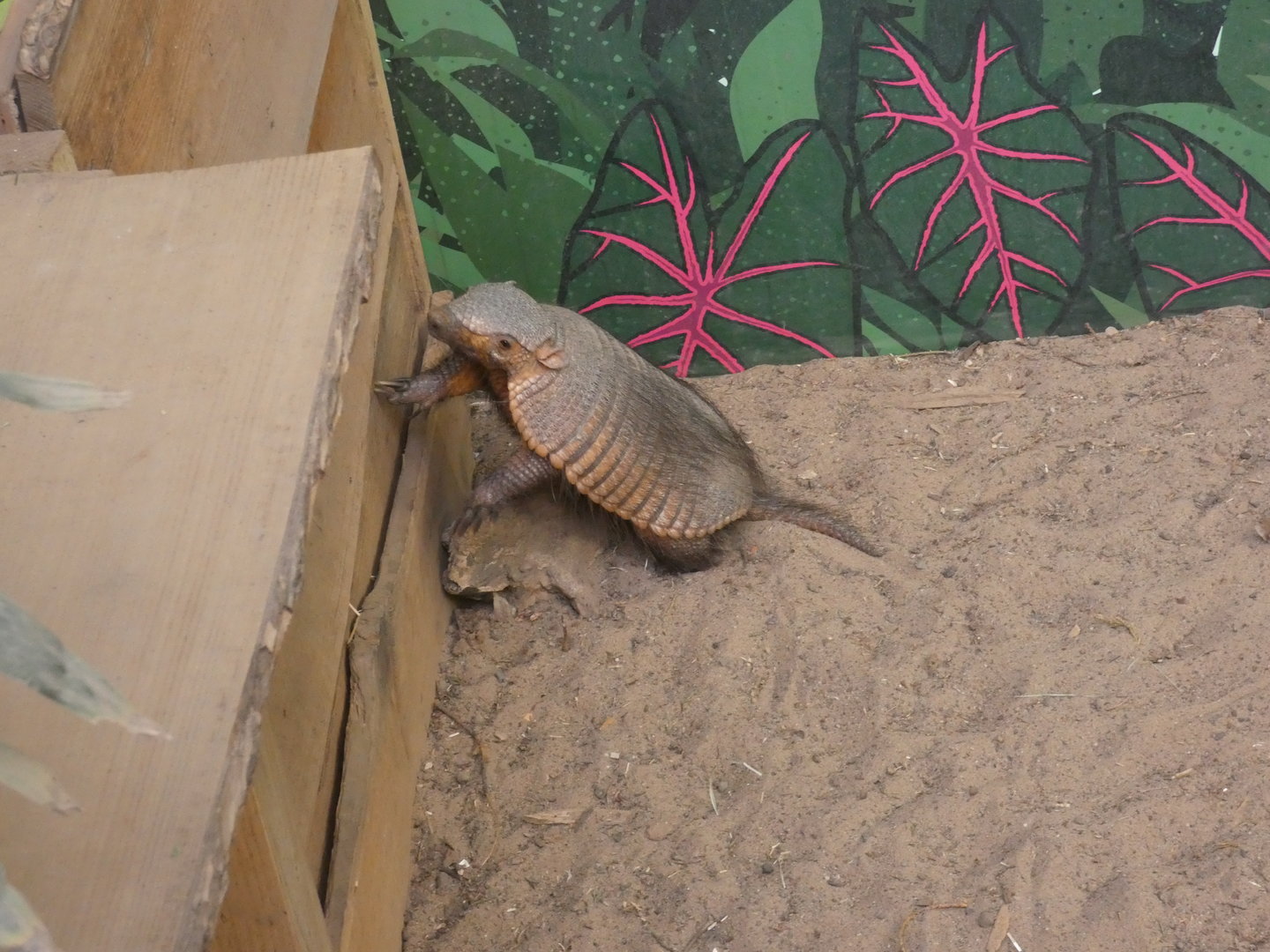 Large hairy armadillo