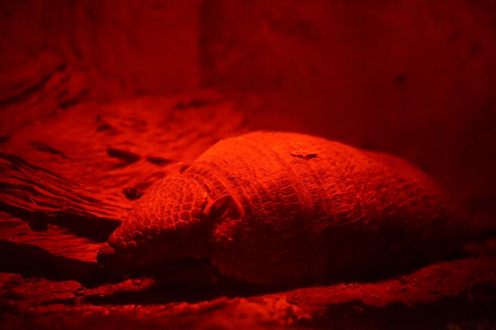 Large Hairy Armadillo