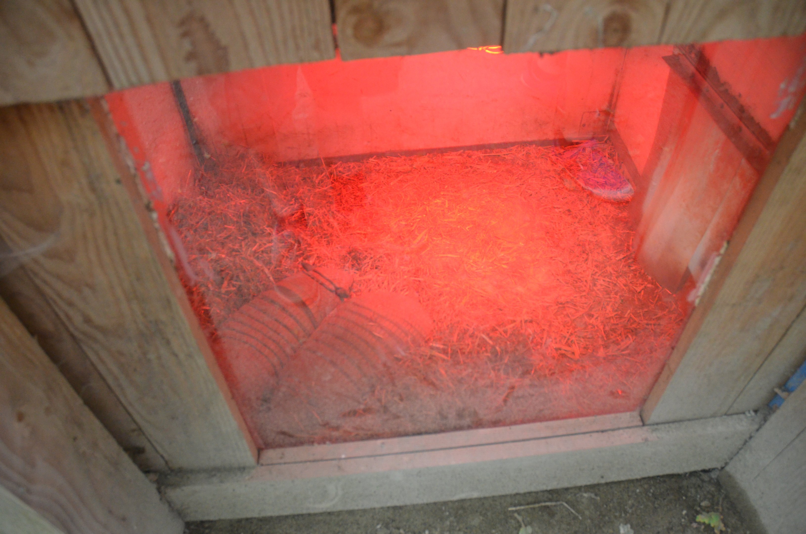 Large Hairy Armadillos in Den at Spaycific'Zoo, 13/06/18