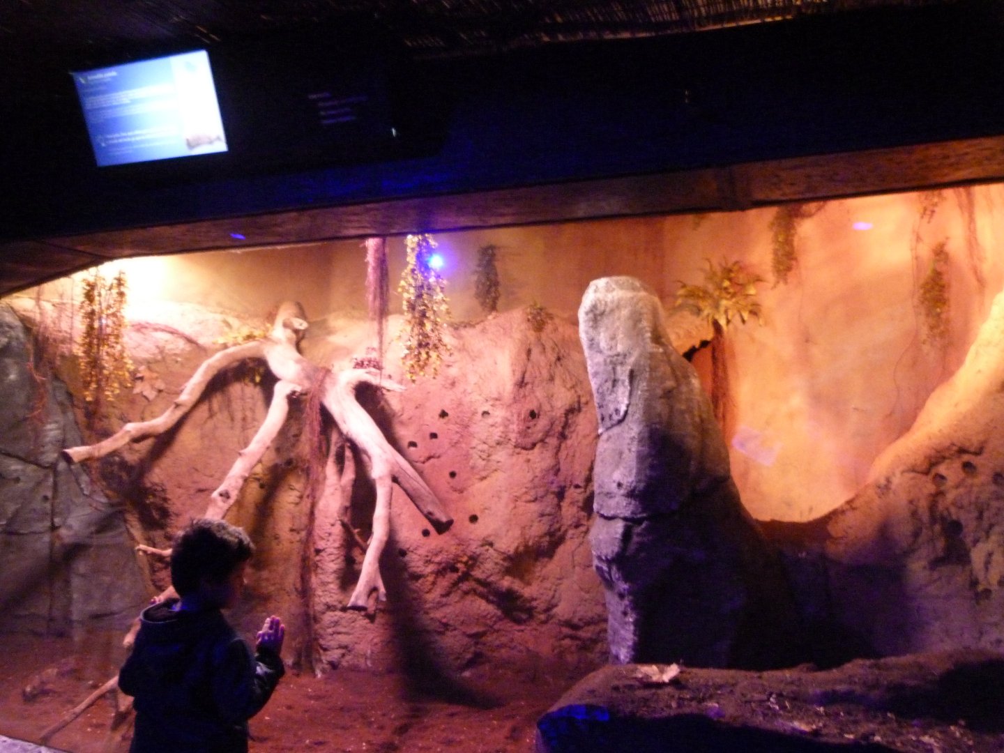 Large hary armadillo exhibit -Faunia (2025)