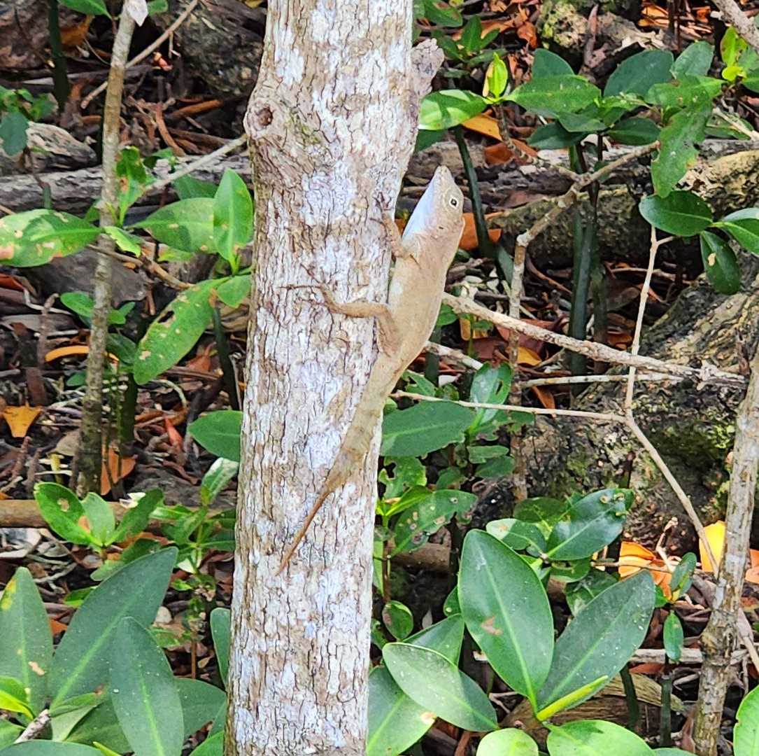 Large-headed Anole