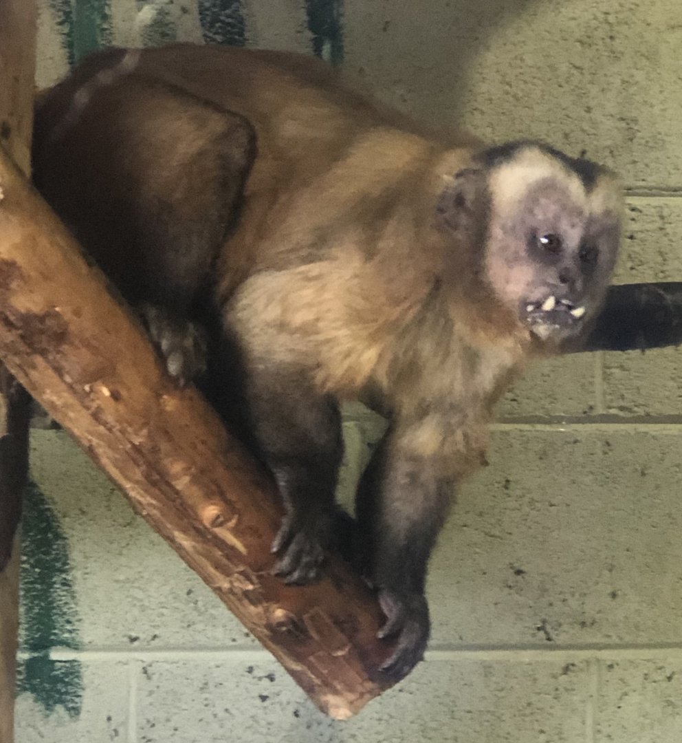 Large headed capuchin (S. macrocephalus) - Secret Valley Wildlife Park