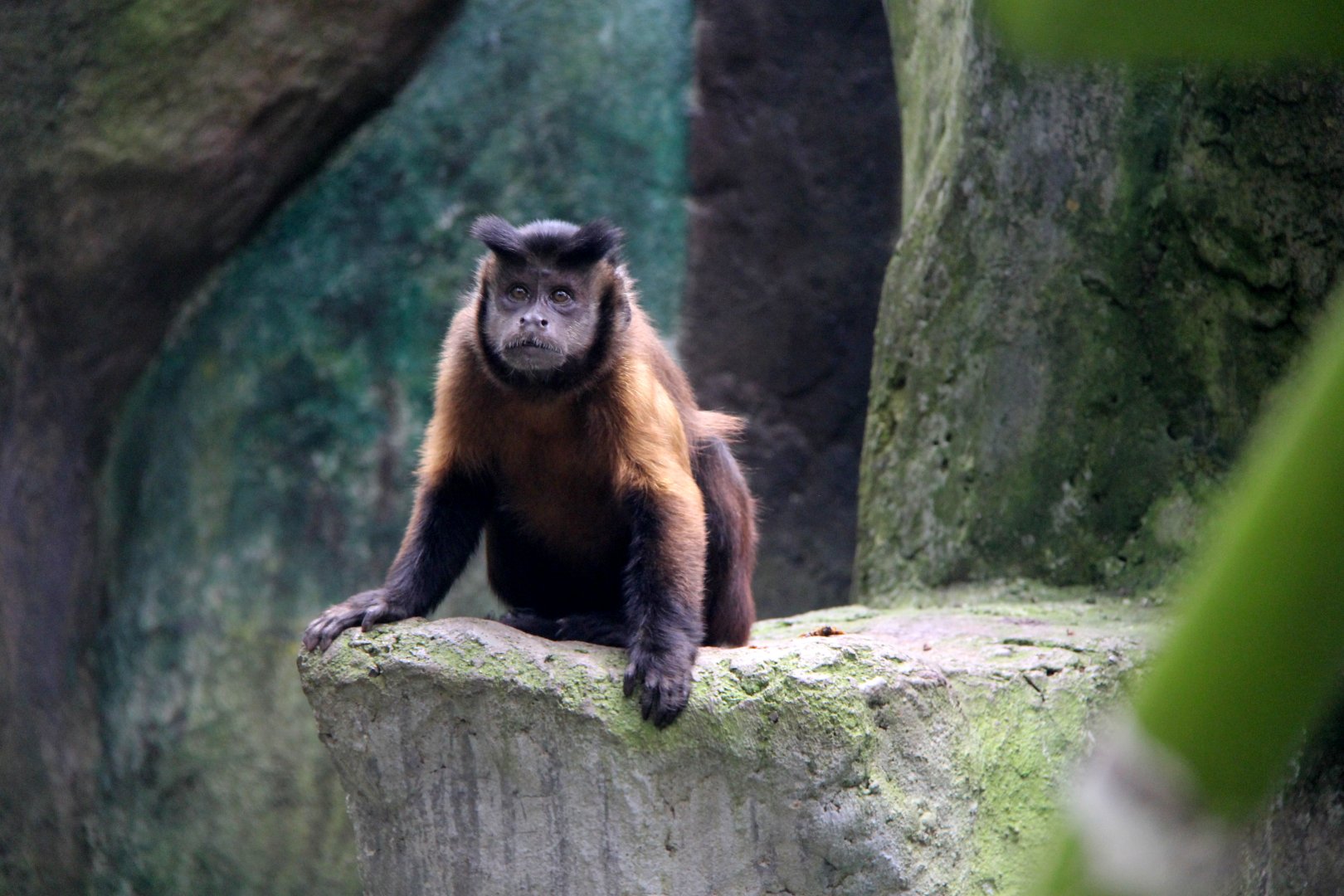 Large-headed capuchin (Sapajus macrocephalus)