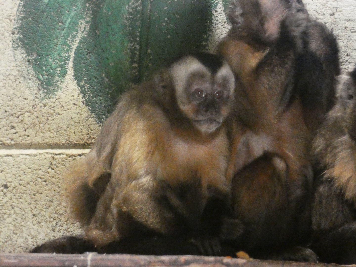Large-headed capuchin