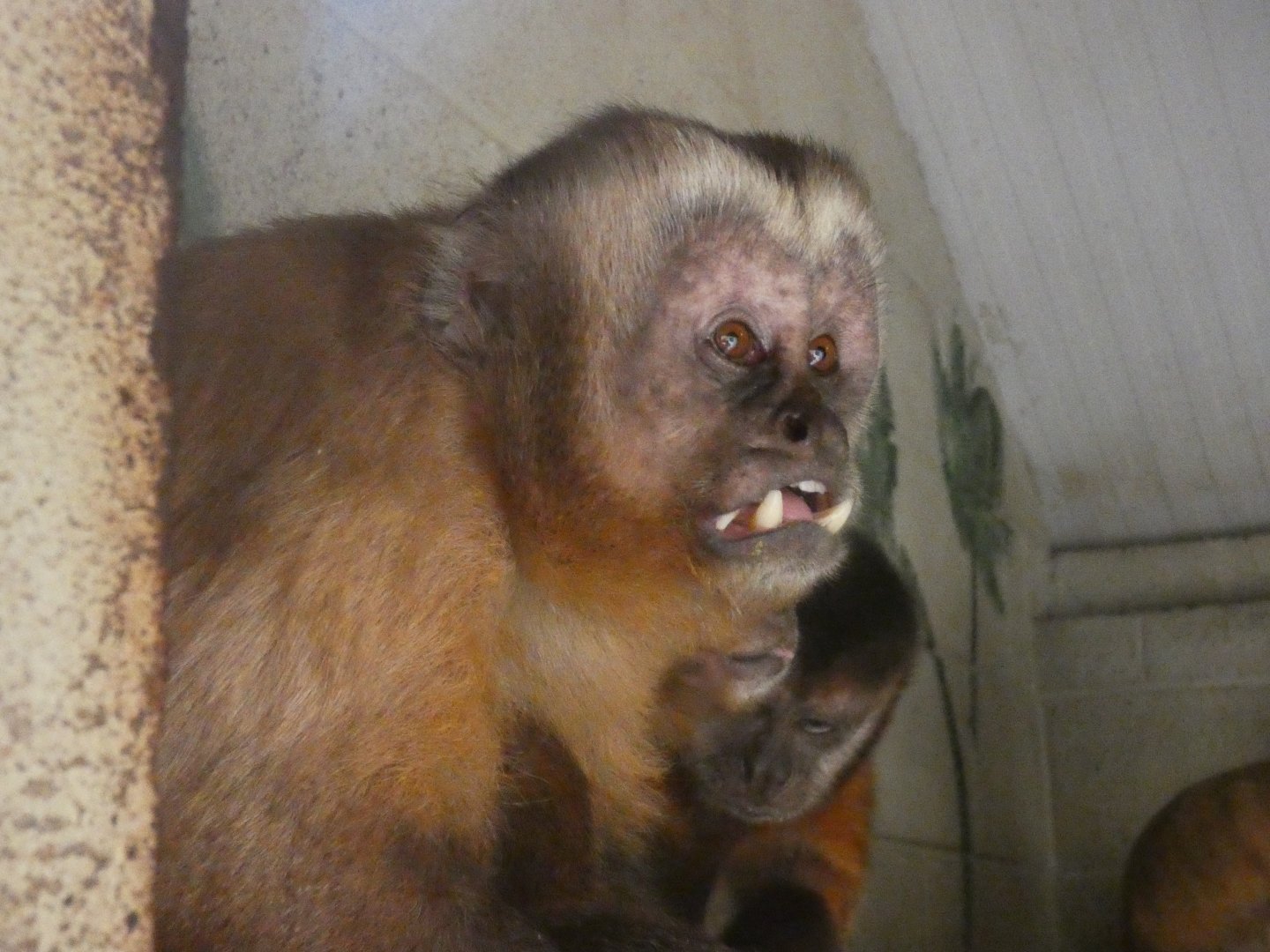 Large-headed capuchin