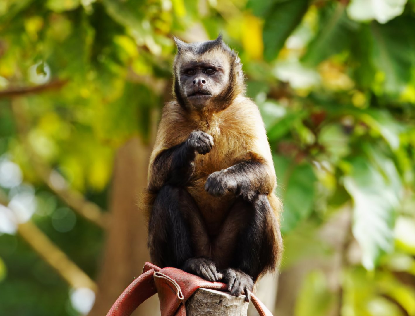 Large-headed Capuchin