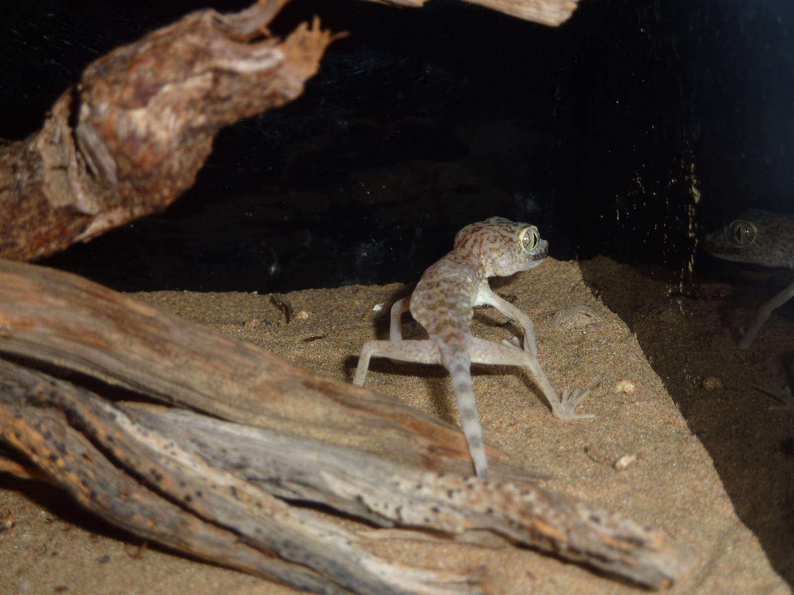 Large-headed ground gecko