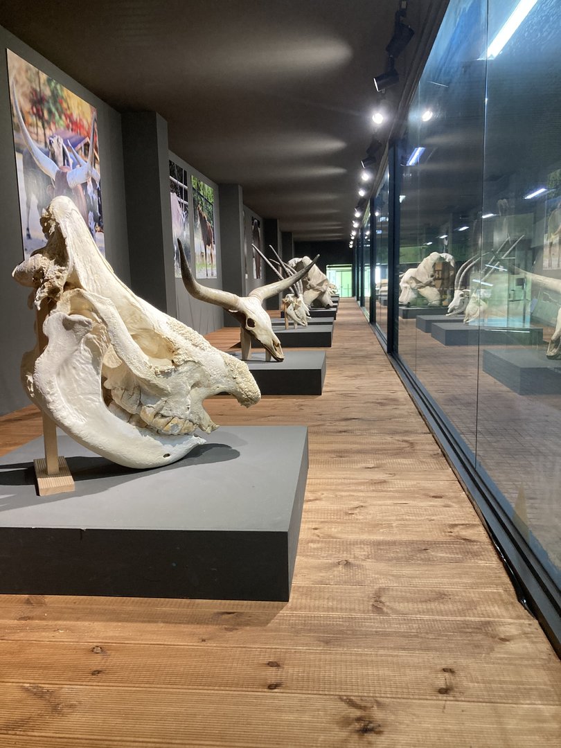 Large Herbivore Pavilion skulls
