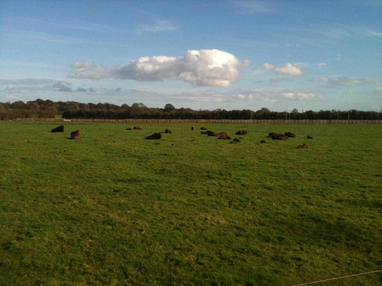 Large herd of Bison - Tayto Park
