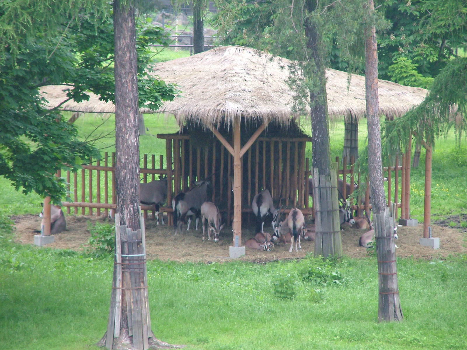 Large Herd of Gemsbok at Olomouc 30/05/09