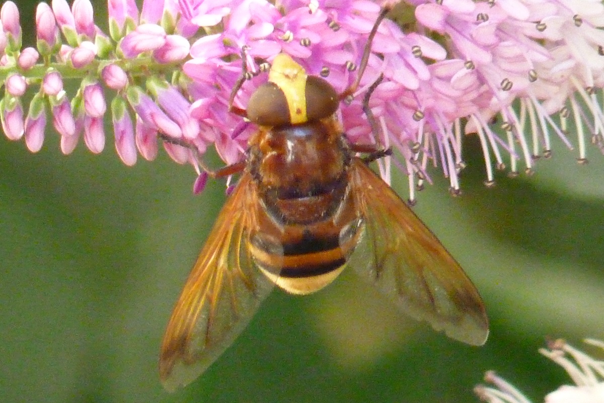 Large Hoverfly, Paignton, August 2015