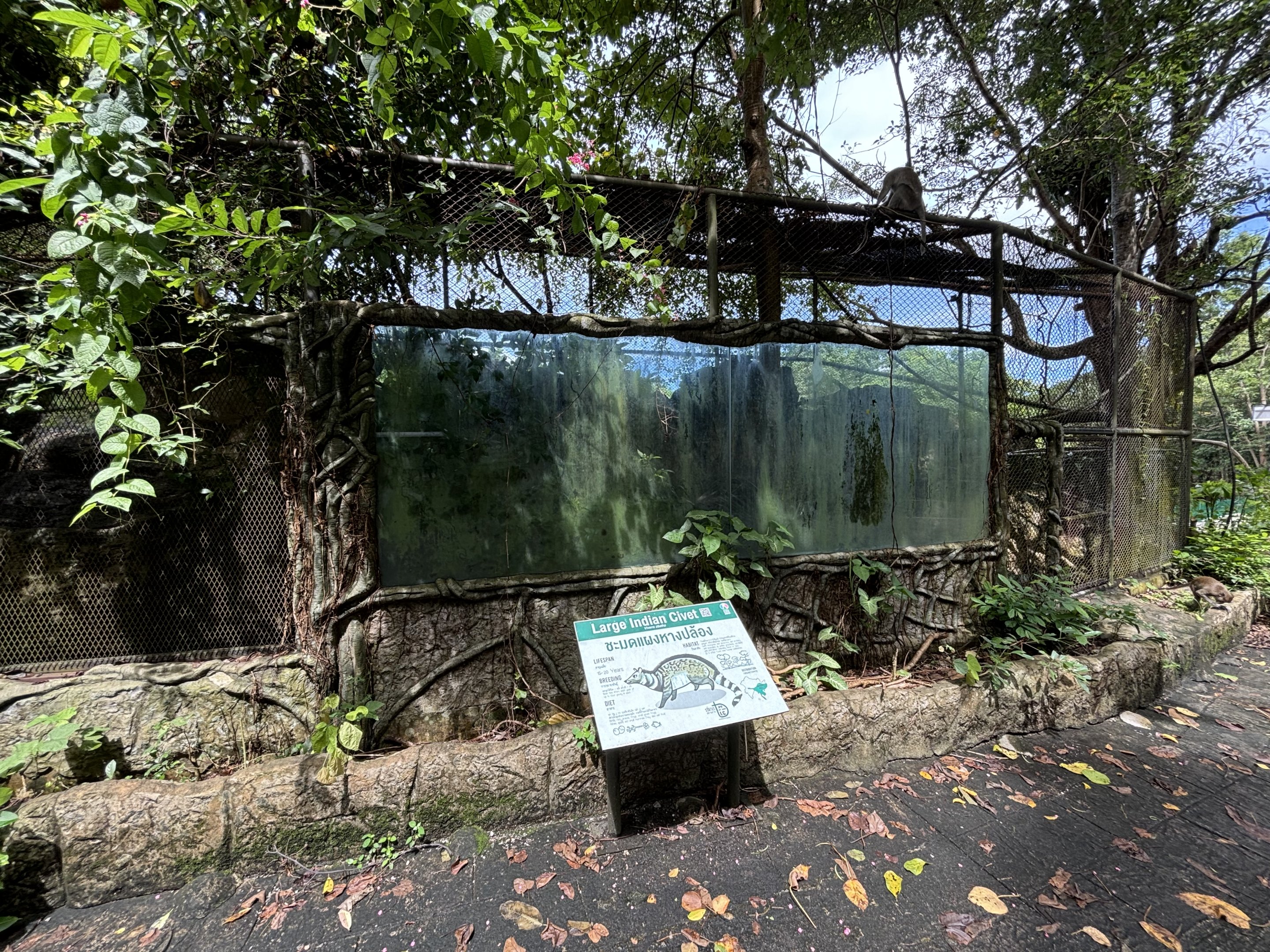 Large Indian Civet Exhibit