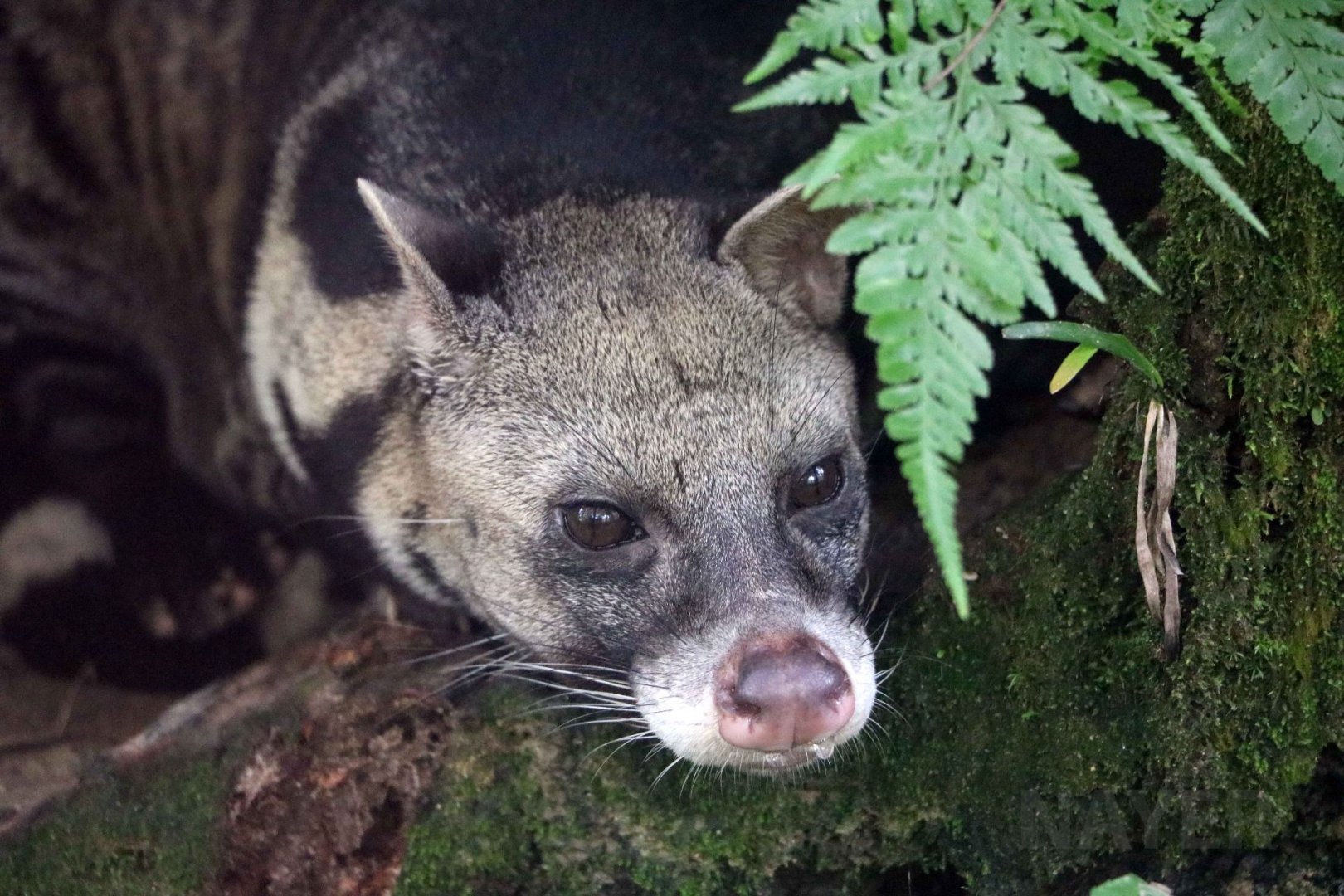 Large Indian civet, June 2016