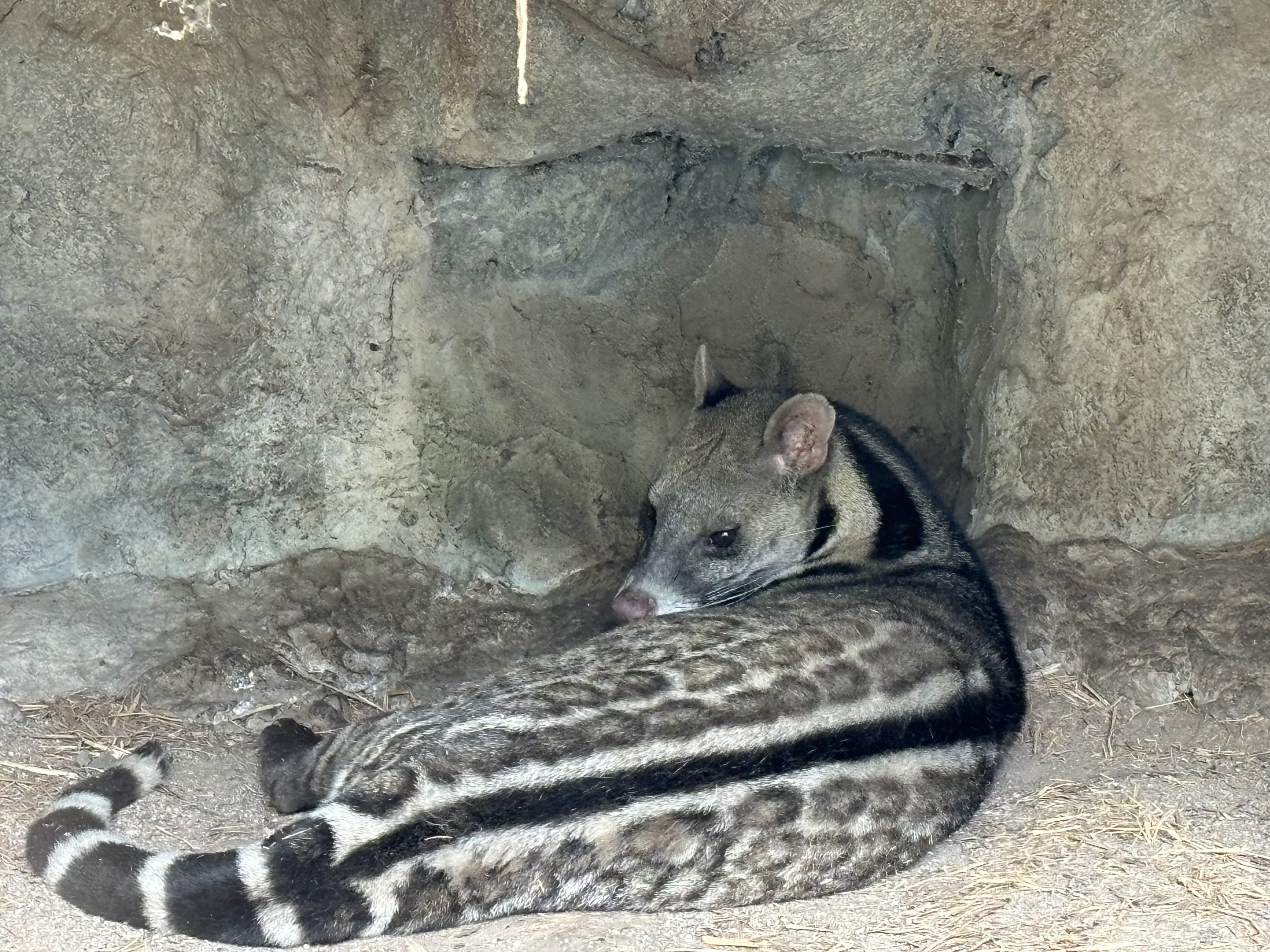 Large Indian Civet (off-show)