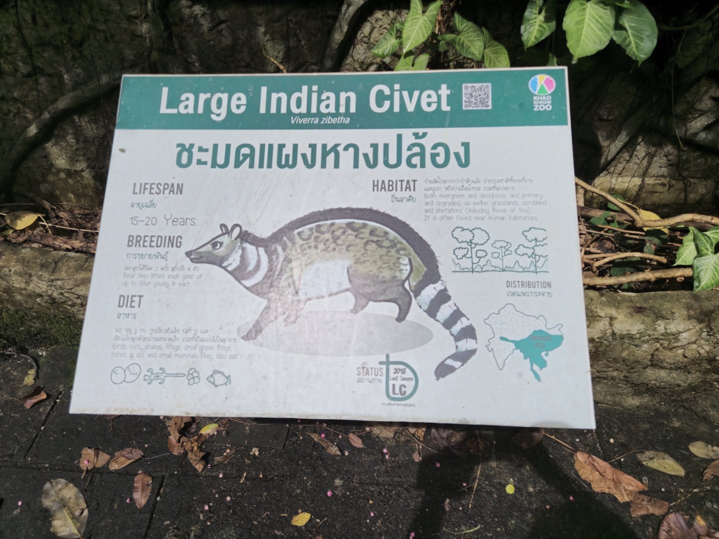 Large Indian Civet sign