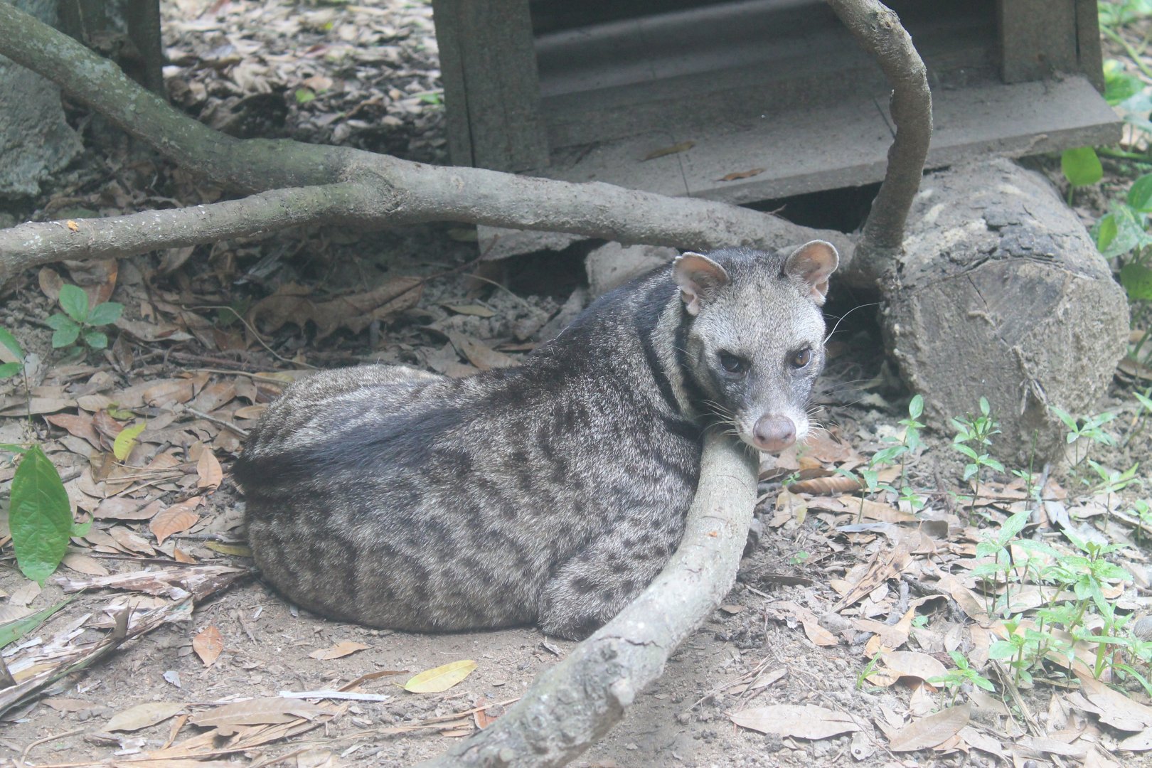 Large Indian Civet (Viverra zibetha)