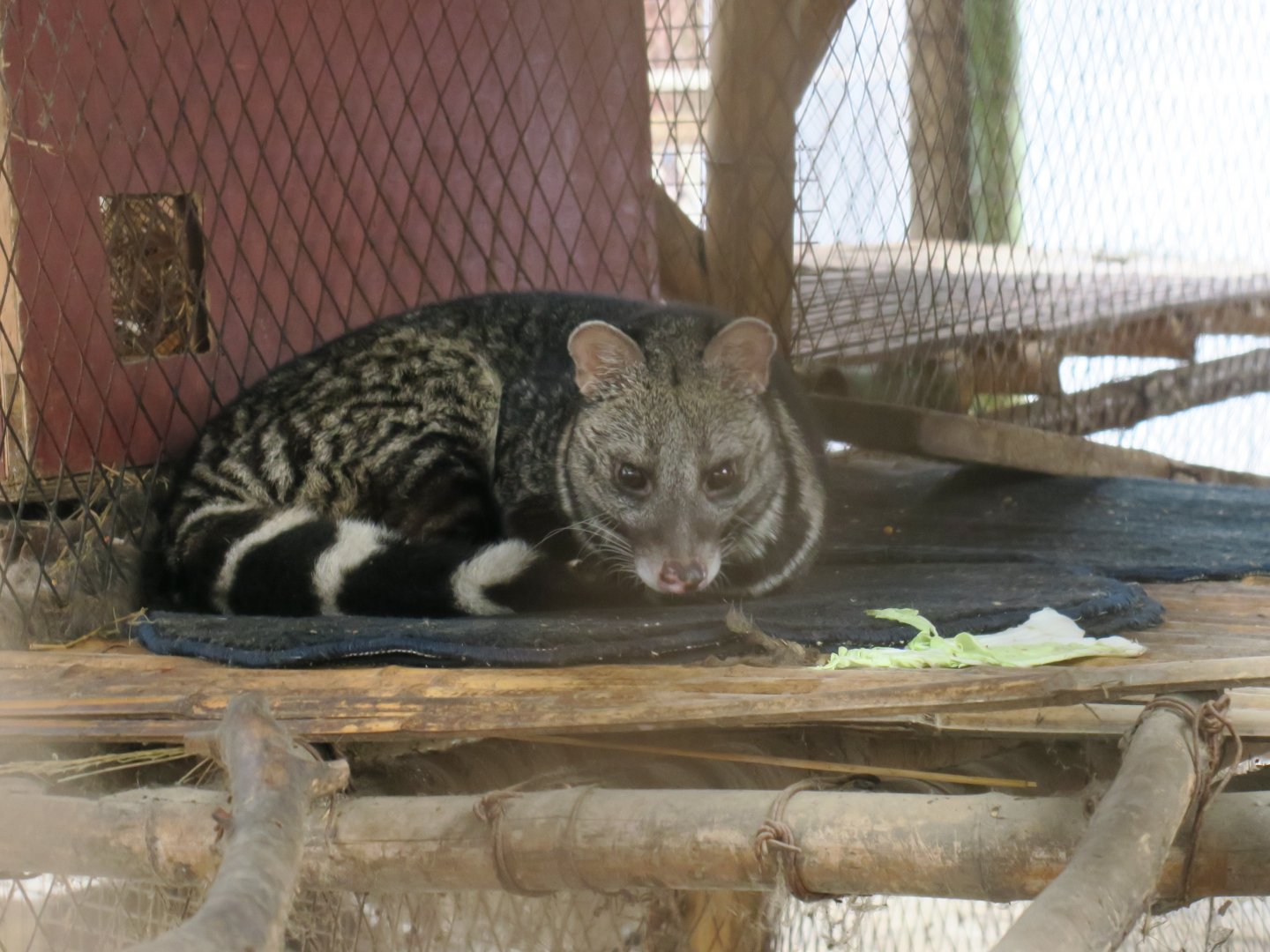 large Indian civet (Viverra zibetha)